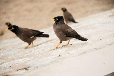 Two birds on the ground