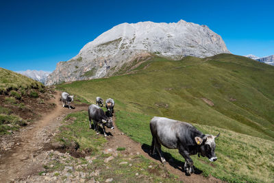 Cows on hiking path in mountain area