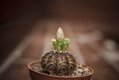 Close-up of potted plant