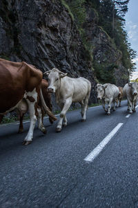 Cows grazing in the road