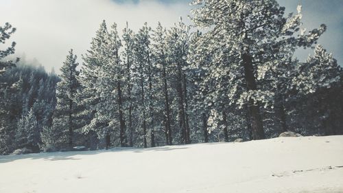 Trees against sky during winter