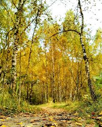 View of autumnal trees in forest