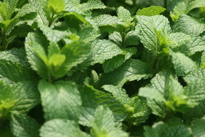 Close-up of mint green leaves