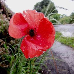 Close-up of red poppy flower