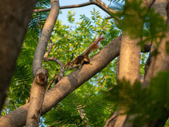 Low angle view of squirrel on tree in forest