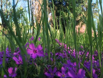 Purple flowers blooming in field