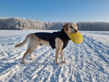 Dogs on snow covered field