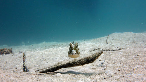 View of turtle in sea