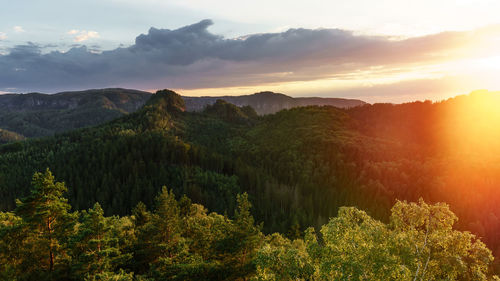 Scenic view of forest against sky during sunset