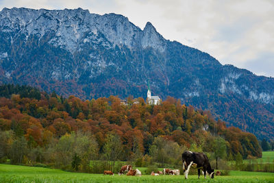 Cows grazing on field against mountains