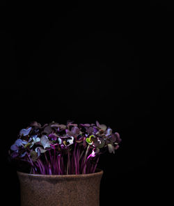 Close-up of flowers over black background