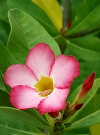 Close-up of pink flower