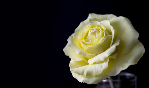 Close-up of rose against black background