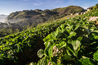 Plants growing in farm against sky