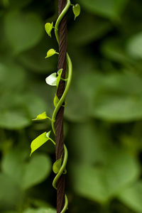 Close-up of green leaf