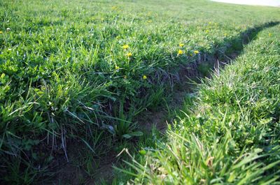 Close-up of grass on field