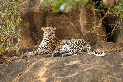 Leopard lies on rock framed by branches