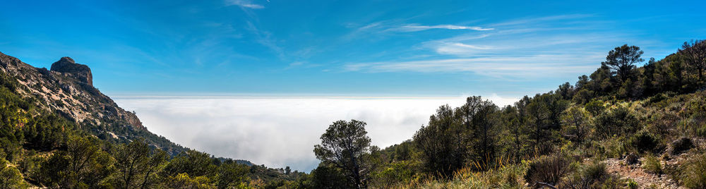 Panoramic view of trees on landscape against sky
