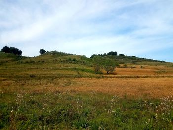 Scenic view of field against sky