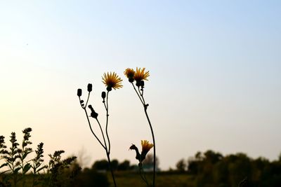 Close-up of yellow flowers blooming against sky