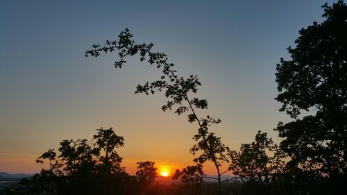 Silhouette of trees at sunset