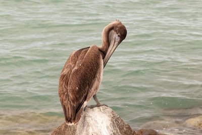 Bird on rock by sea