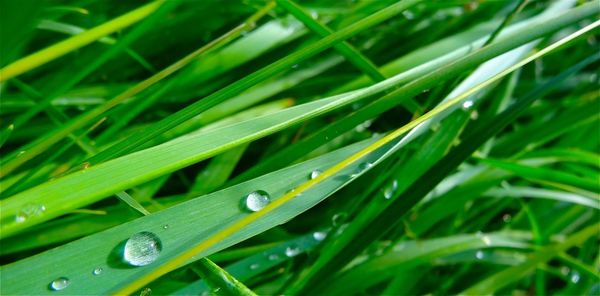 Close-up of leaf on grass