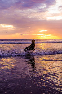 Dog playing on shore at beach against sky