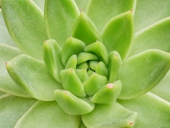 Full frame shot of succulent plant