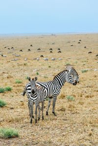 Zebras on a field