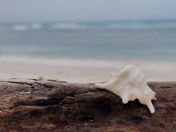 Close-up of seashell on beach