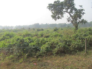 Trees on field against clear sky