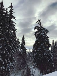 Low angle view of pine trees against sky during winter