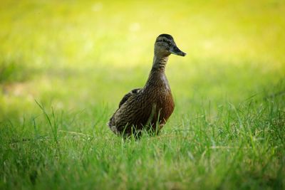 Bird in a field