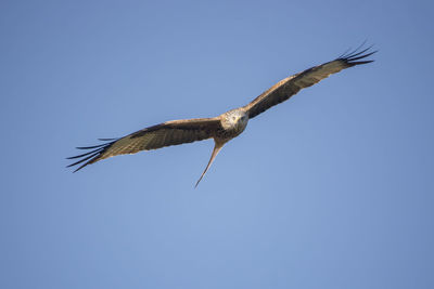 Low angle view of bird flying in sky