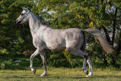 Side view of a horse on field