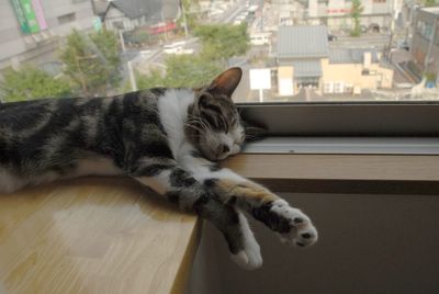 pet