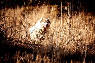 Dog on grass