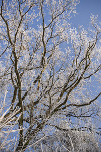 Low angle view of bare trees against sky