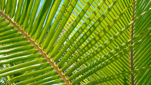 Full frame shot of leaves