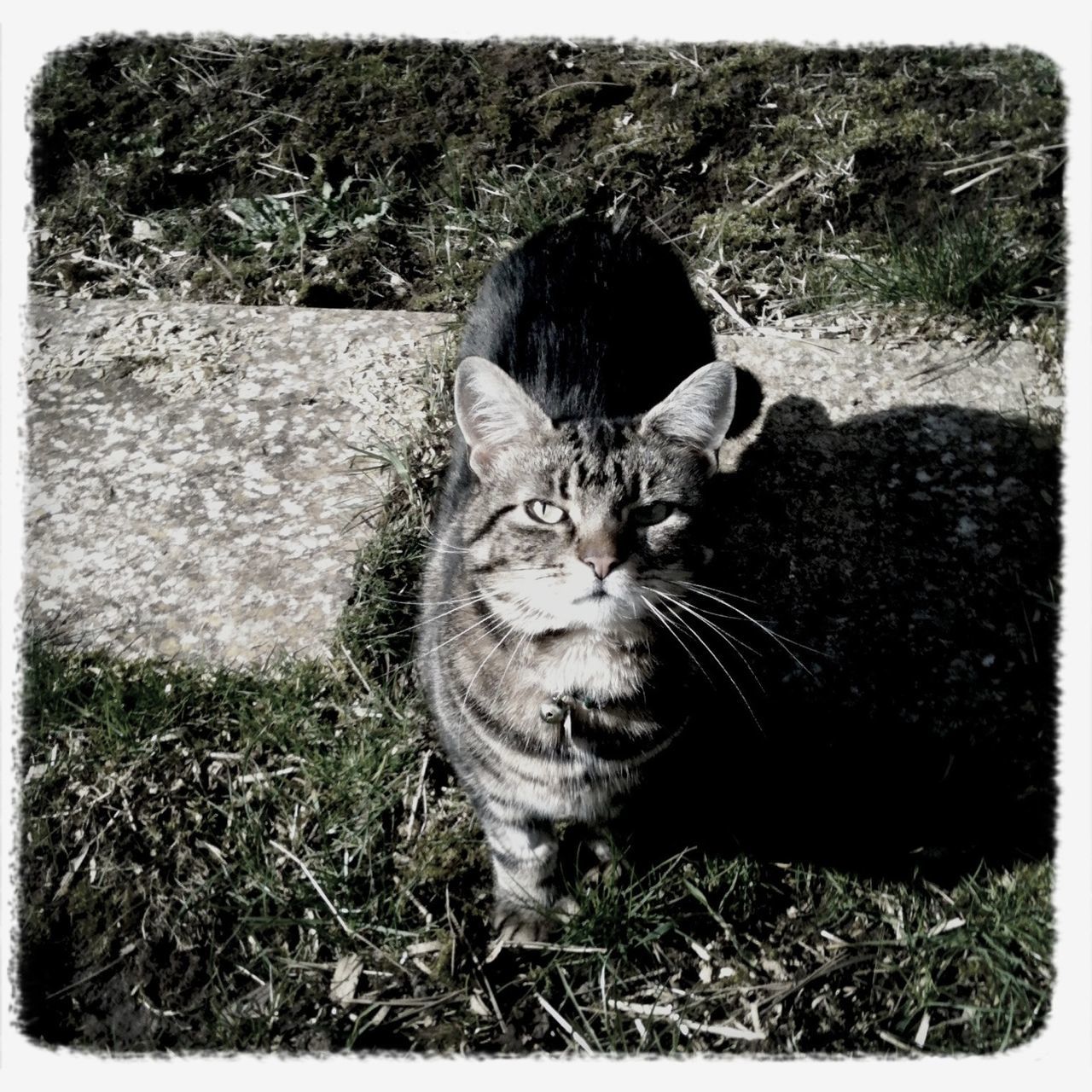 domestic cat, animal themes, mammal, one animal, cat, pets, domestic animals, feline, transfer print, portrait, whisker, looking at camera, relaxation, auto post production filter, lying down, sitting, grass, alertness, resting, field