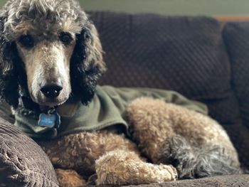 Dog sitting on couch