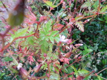 Close-up of leaves on tree