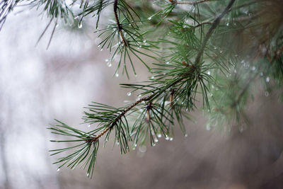 Close-up of pine tree in forest during winter