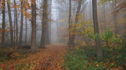 Trees in forest during autumn