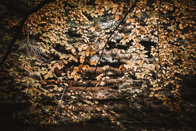 Full frame shot of autumn leaves on tree