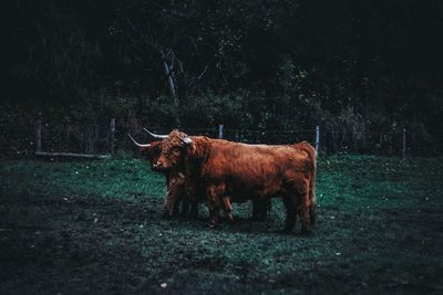 Horse standing in a field