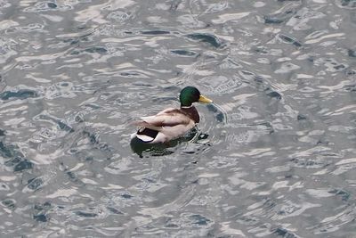 High angle view of mallard duck swimming in lake