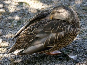 Close-up of a bird