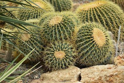 High angle view of cactus growing on field